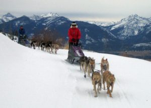 Dog Sledding 8