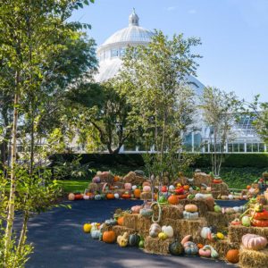 Great Pumkin Path image from @NYBG Twitter post 1